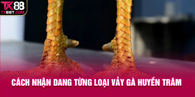 Cách nhận dang từng loại vảy gà Huyền Trâm 