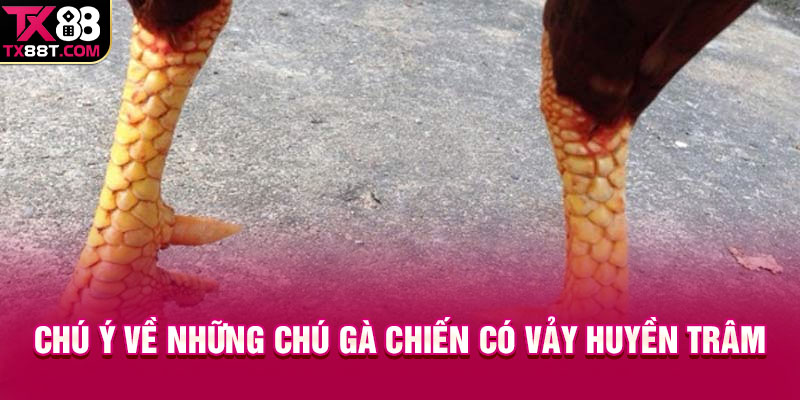 Chú ý về những chú gà chiến có vảy Huyền Trâm