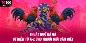 Thuật Ngữ Đá Gà | Từ Điển Từ A-Z Cho Người Mới Cần Biết
