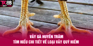 Vảy Gà Huyền Trâm | Tìm Hiểu Chi Tiết Về Loại Vảy Quý Hiếm