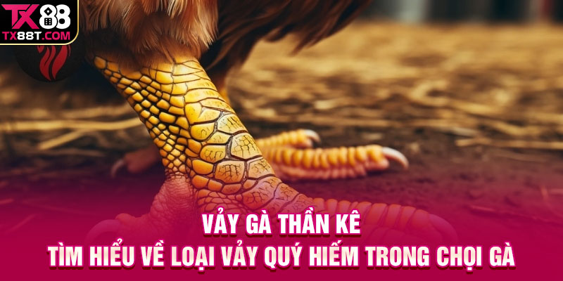 Vảy Gà Thần Kê | Tìm Hiểu Về Loại Vảy Quý Hiếm Trong Chọi Gà