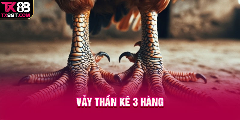 Vảy thần kê 3 hàng